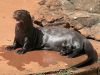 1200px-Pteronura_brasiliensis_zoo_Brasilia_01.thumb.jpg.90f6f938daee7eab43c3635ff7212021.jpg