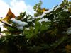 20171022_105011.thumb.jpg.35d64bbe0fbf2133201ad2ffe519567d.jpg