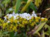 20171022_105221.thumb.jpg.3e145d11336fe831b819780a118680a0.jpg