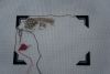 DSC00111_1.thumb.jpg.eeba8cb48ade89a4ed601c79dd495d25.jpg