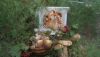 DSC00317.thumb.JPG.4a3fd3b7be080d9a5aa68716995de76b.JPG