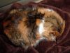 DSC04112_.thumb.jpg.6c73f2d8eff283c1cca6195e19afe86f.jpg