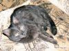 DSC04132_.thumb.jpg.a36d994e2140a3d47f6022c7e5aaeff4.jpg