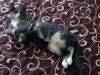 DSC04135_.thumb.jpg.b54394a3a12c93ed8273029a54b261a6.jpg