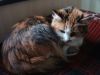 DSC04168_.thumb.jpg.ca22913169c49165904733ea497363e9.jpg