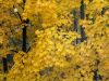 DSC04190_.thumb.jpg.3ecb7da677a03b3dc69a99a7529a6cef.jpg