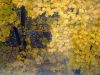 DSC04191_.thumb.jpg.c6b92a460893cfa8f09f7c4935485980.jpg