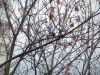 DSC04203_.thumb.jpg.acc886314f8cbf2f7b48231090ea97e1.jpg