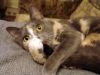 DSC04207_.thumb.jpg.fe8c9e382d43fcb29b6eb17bd06d7d2b.jpg