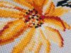 DSC07913-1.thumb.jpg.1f12e6cec7e10e26d500bd45e3e748ec.jpg
