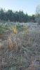 DSC_0207.thumb.JPG.8fd589d79cd36ca1bcf50ee372f3fae8.JPG
