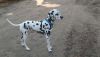 DSC_0207.thumb.JPG.9fff714fb4e6a1a7f4ba979640353156.JPG