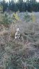 DSC_0209.thumb.JPG.4c45087dbc0b439ac3c7a8d89fa93919.JPG