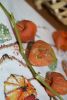 DSC_0575.thumb.jpg.a7f8765cf20dd8a72c5da1b1c43295de.jpg