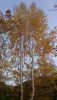DSC_6595.thumb.JPG.6c7941013b8d02ccd9768fdca9395bf8.JPG