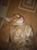 IMG_20170925_194153.thumb.jpg.85fcb05a833a114b792cbdc6a0c0deed.jpg