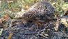IMG_20171008_105649.thumb.jpg.0bb63e421b6c9b2228cd3b70067b8eb0.jpg