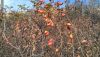 IMG_20171008_110434.thumb.jpg.4e0f44dd9d96959eb25c778e0ec63a01.jpg