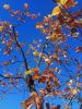 IMG_20171021_133500.thumb.jpg.46e6bfbb7165884682101622b2dc4eca.jpg