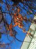 IMG_20171021_133608.thumb.jpg.69d9d1ac9ab0b4d6ca622df8eb0fdc6f.jpg