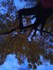 IMG_20171021_174318.thumb.jpg.199a4cfdfedc6d58906c0bc21a554bad.jpg