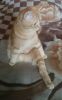 _20171024_003807.thumb.JPG.4aa4c9f9c4a680c8e212842392eca2dd.JPG