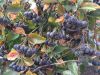 image.thumb.jpeg.01e0f5b6e7327bfa02549fa0133f5a9a.jpeg