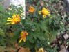 image.thumb.jpeg.40b076fe5023622cc3c0bf50a3351c61.jpeg