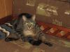 image.thumb.jpeg.79cb9a3184acdba7a1a8f74496add333.jpeg