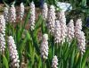 muscari3.thumb.jpg.05f8e5d827b162a7768c6ba8559def1b.jpg