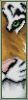 tigre.thumb.jpg.176c129c8ed59465395fe2c8a8969bb7.jpg