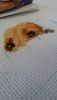 20170223_110649.thumb.jpg.92cbaf7e107a2bb152fbdae8968eeb9a.jpg