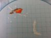 20170922_152109.thumb.jpg.762809295afd85092bc94b6ed9ddd9aa.jpg
