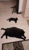 20171011_183133.thumb.jpg.09965438e962dcbf8c0f33e711681c93.jpg