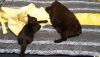 20171101_221324.thumb.jpg.c80c9059ba8b1b789b1f3363eb19b05e.jpg