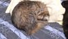 20171101_225712.thumb.jpg.e710cbb3ebdd30121c182dd408181467.jpg