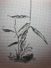 20171121_003739.thumb.jpg.b87af67db728b0222af747be83bc0501.jpg