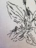 20171129_140425.thumb.jpg.92d514c7ca80d84d9ce3e5537db0e321.jpg