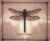5a06bf5d2a290_5dragonfly.thumb.jpg.417372f860e8f556af78a6f904edb787.jpg