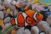 5a1146cfcdb19_59.(2016)(3).thumb.JPG.0062ba3a438b580d912bc066e9bd3c71.JPG