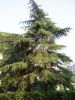 Cedrus_deodara_by_Fanghong.thumb.jpg.758d38d8543d1f3e2224bd00c09edbb5.jpg