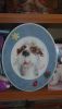 DSC00342.thumb.JPG.f1784a1d53da8f76dd54837a7b4c8ccb.JPG