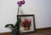 DSC00457.thumb.jpg.9768bcf7f7c269abd54b16ef2dfe2401.jpg