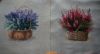 DSC07886.thumb.jpg.aaac3d9b17079230d6045842acdfe859.jpg