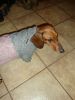 DSC09706.thumb.JPG.8838843b6980ba255dfeda5140a3d260.JPG