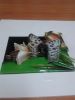 IMG-cedfc95a95bd0dac423689612eb918ec-V.thumb.jpg.2c18f600962bd115a153054500860ab8.jpg