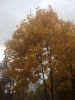 IMG_20171012_152349.thumb.jpg.1103445e7c7abc39caeae54e881c1e8c.jpg