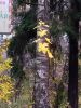 IMG_20171020_081453.thumb.jpg.0fbe705b842f4007944f3ebf63d21a8f.jpg