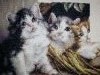 IMG_20171106_211336.thumb.jpg.cbcd8b9c0fd39fcd2c6465e299fba685.jpg?1510117787535