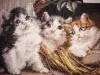 IMG_20171118_230622.thumb.jpg.61662874b2f65eb0ba4395dc85c18bf0.jpg?1511030567684